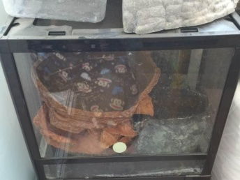 北京寵物用品市場(chǎng)中的玻璃爬箱與品牌寵物食品選購(gòu)指南